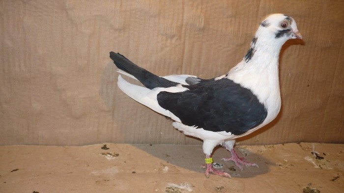 Dat in Cobadin la Osbai - D- Porumbei JUCATORI DE GALATI VANDUTI Album 1