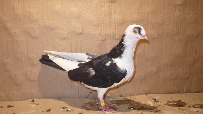 Dat in Cobadin la Osbai - D- Porumbei JUCATORI DE GALATI VANDUTI Album 1