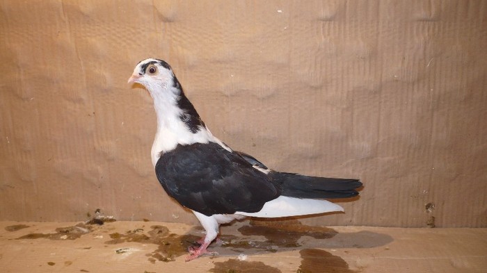 Data in Cobadin la Osbai - D- Porumbei JUCATORI DE GALATI VANDUTI Album 1