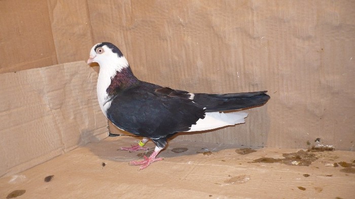 Data in Cobadin la Osbai - D- Porumbei JUCATORI DE GALATI VANDUTI Album 1