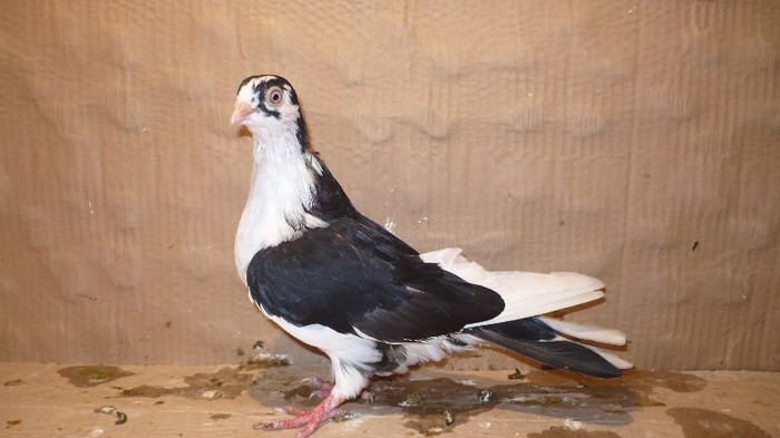 Dat in Cobadin la Osbai - D- Porumbei JUCATORI DE GALATI VANDUTI Album 1