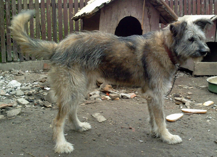 P231011_13.350005 - x METIS CANE CORSO  MIORITIC