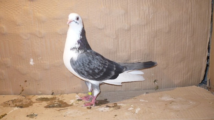 Dat in Cobadin la Osbai - D- Porumbei JUCATORI DE GALATI VANDUTI Album 1