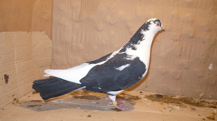 Dat la Mihai in Cj - D- Porumbei JUCATORI DE GALATI VANDUTI Album 1