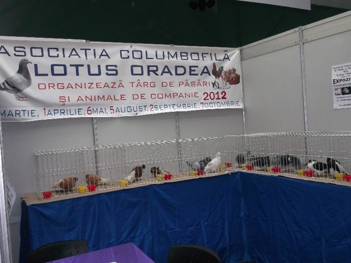 Picture 2915 - TARG INTERNATIONAL DE ANIMALE EDITIAa II-a CLUJ NAPOCA 2011