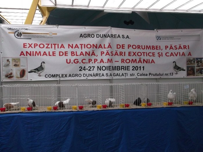 Picture 2918 - TARG INTERNATIONAL DE ANIMALE EDITIAa II-a CLUJ NAPOCA 2011