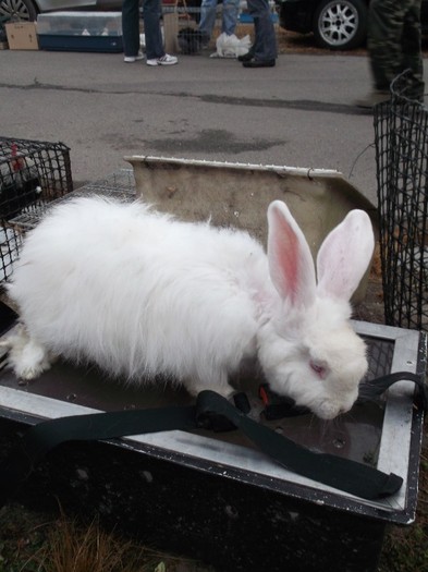 Mostra de angora(femela de doua milioane)