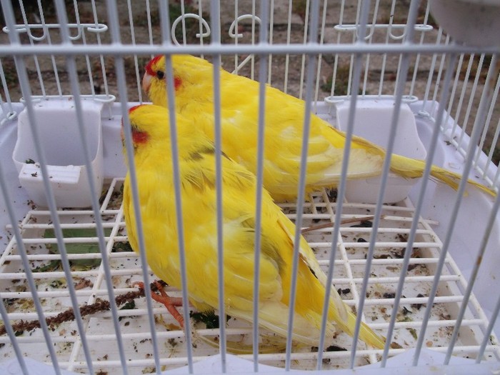 ajungi si tu ca noi,in colivie