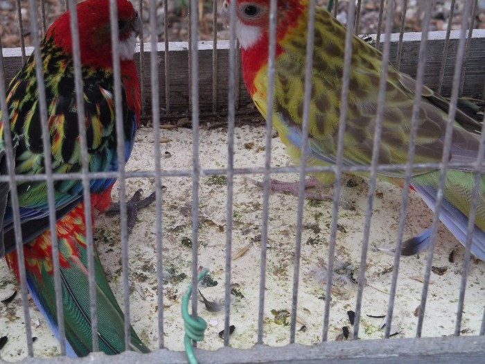 Stai in coltul galben, auzi????