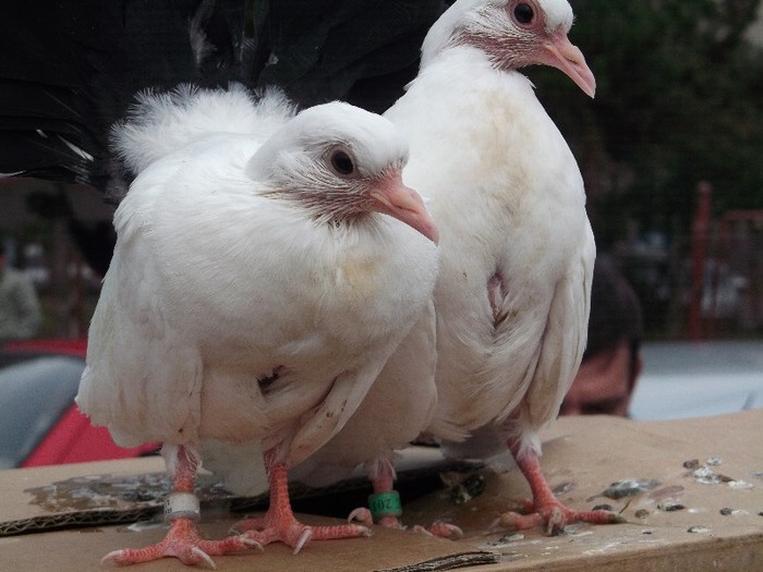 suntem fratii petrehus
