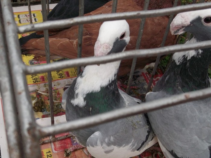 porumbel flamingo