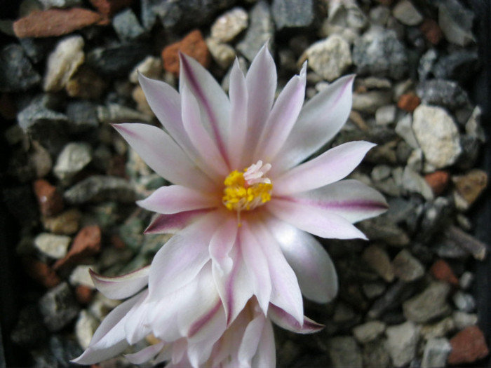 v.albiflora