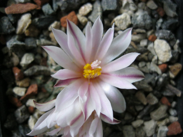 v.albiflora - Ariocarpus kotschoubeyanus