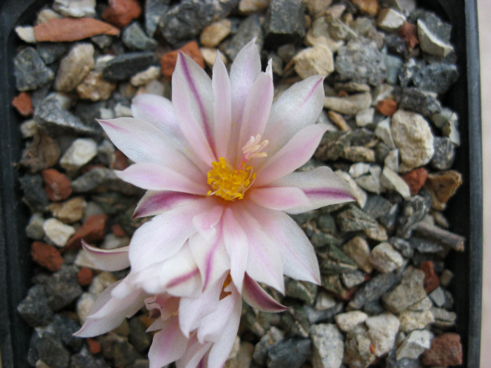 v.albiflora - Ariocarpus kotschoubeyanus