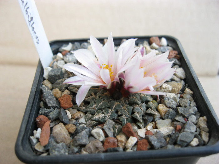 v.albiflora - Ariocarpus kotschoubeyanus