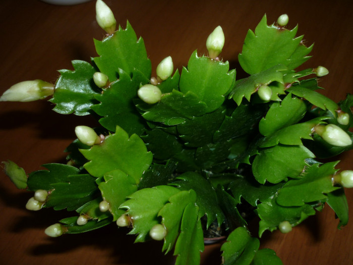 Schlumbergera alba - Cactusi