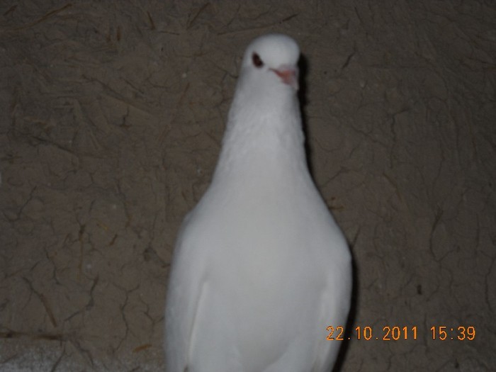DSCN0136