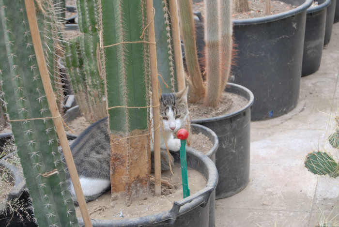 Intalnire la Fundulea - Intalnire cactusistica-Fundulea 2011