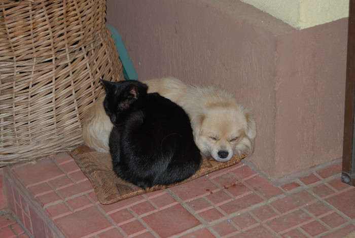 Intalnire la Fundulea