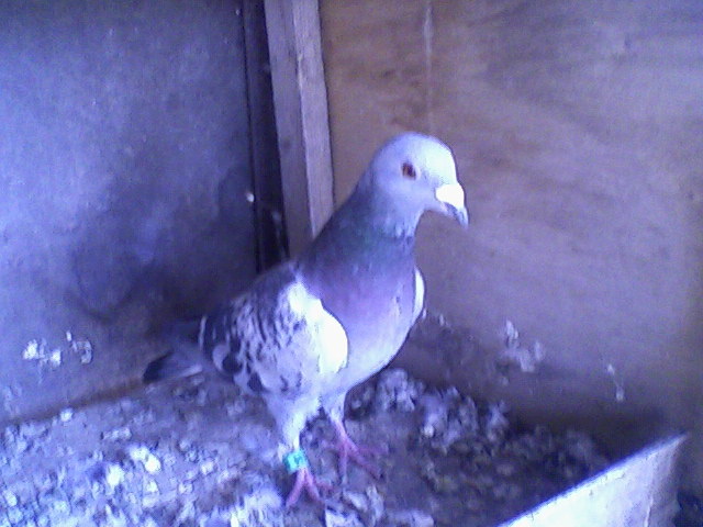 Fotografii-0016