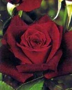 images (26) - TRANDAFIRI