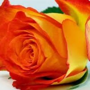 images (33) - TRANDAFIRI