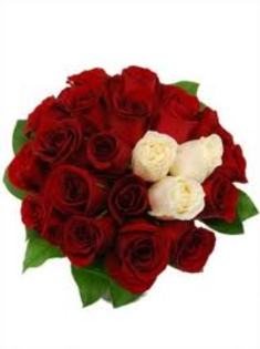 images (40) - TRANDAFIRI