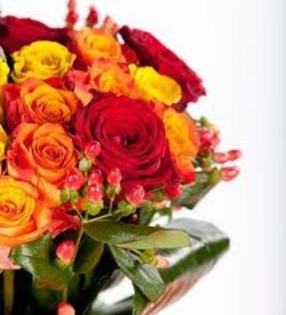 images (41) - TRANDAFIRI