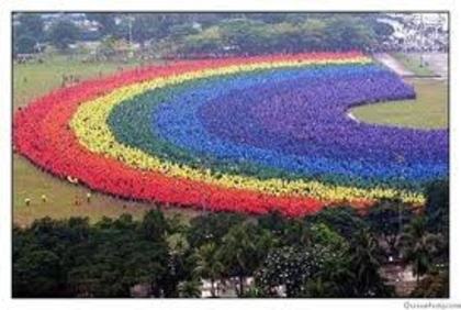 images (50) - TRANDAFIRI