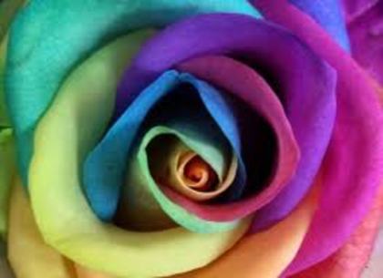 images (53) - TRANDAFIRI