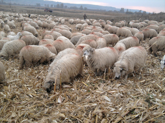 Fotografie0483 - 0    oile 24 octombrie 2011