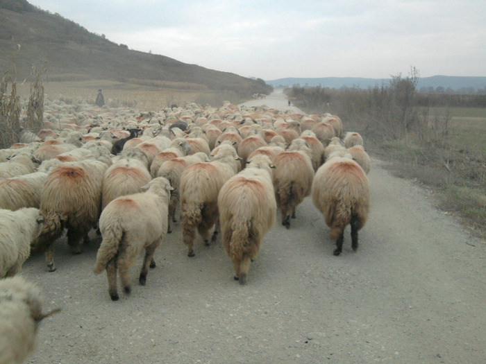 Fotografie0485 - 0    oile 24 octombrie 2011