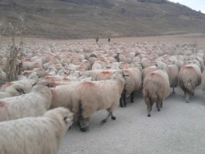 Fotografie0486 - 0    oile 24 octombrie 2011