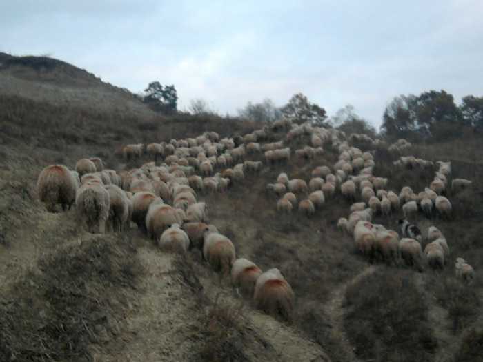 Fotografie0488 - 0    oile 24 octombrie 2011