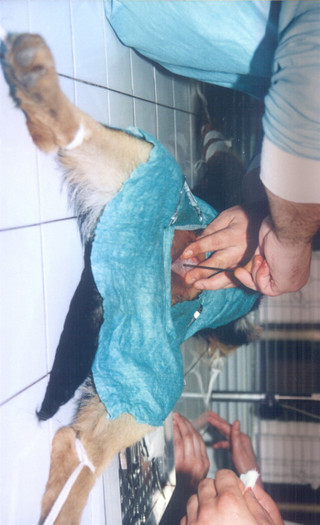 ovarectomy at a female of romanian shepherd carpatin  performed at FMV