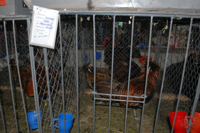 DSC_3270 - Expo 2011 Indagra