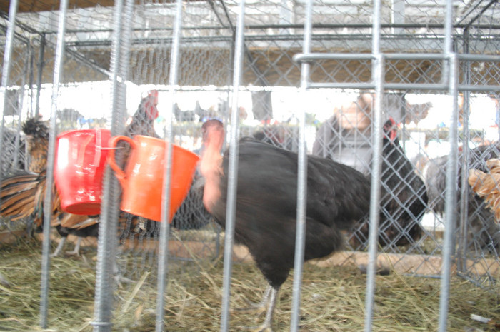 DSC_3276 - Expo 2011 Indagra