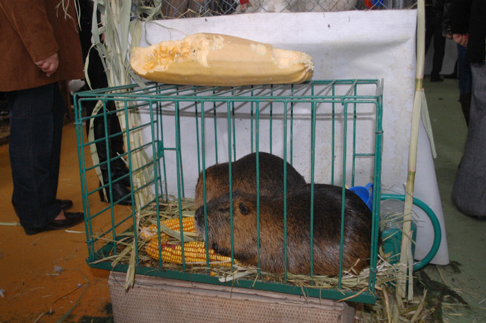 DSC_3293 - Expo 2011 Indagra