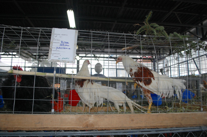 DSC_3301 - Expo 2011 Indagra