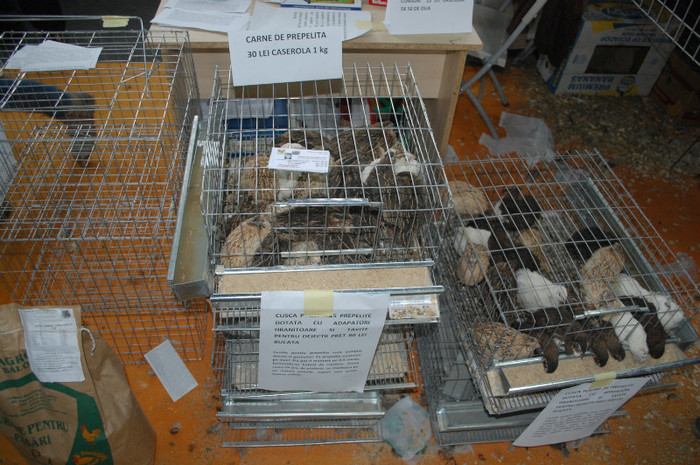 DSC_3305 - Expo 2011 Indagra