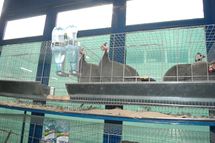 DSC_3306 - Expo 2011 Indagra