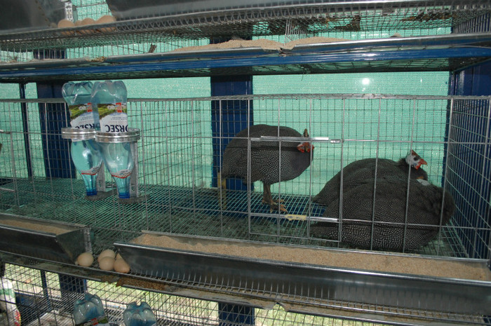 DSC_3307 - Expo 2011 Indagra