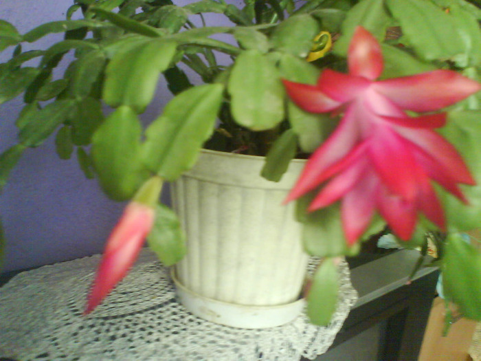 DSC03969 - schlumbergera  de vanzare