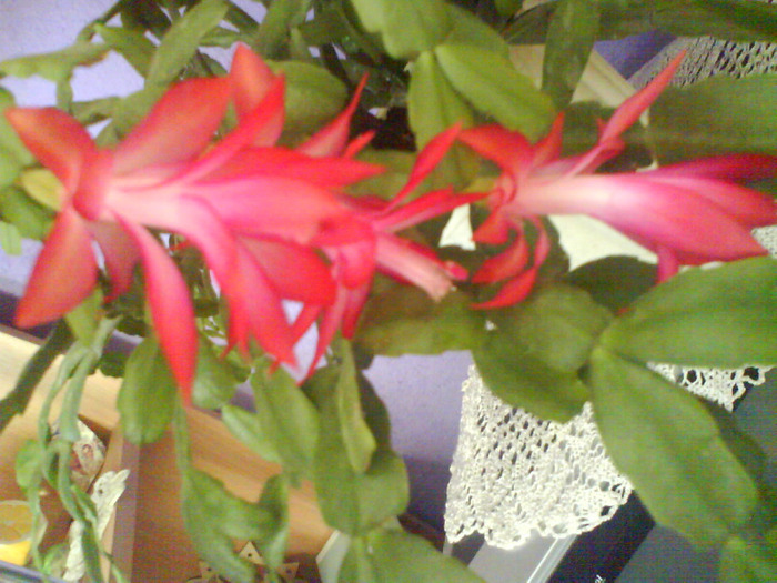 DSC03970 - schlumbergera  de vanzare