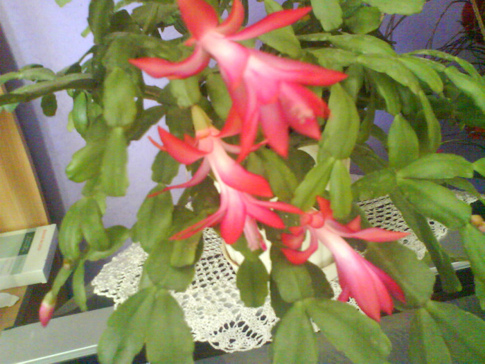 DSC03971 - schlumbergera  de vanzare