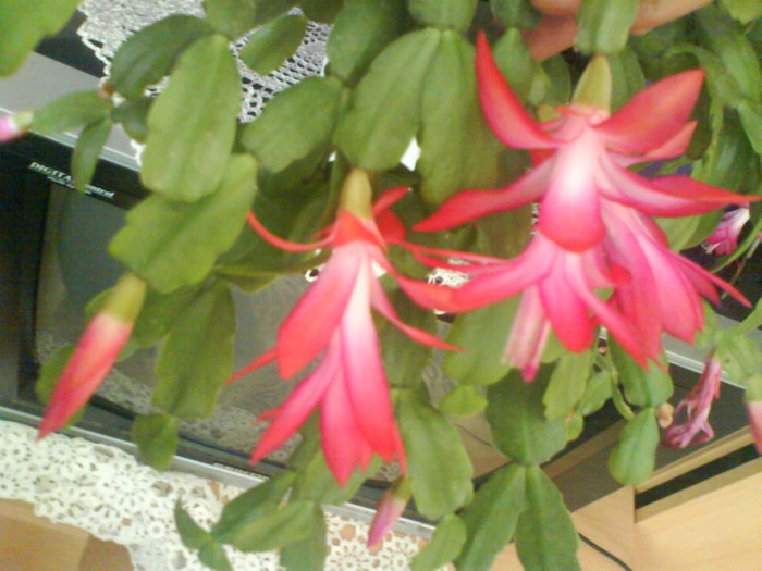 DSC03973 - schlumbergera  de vanzare