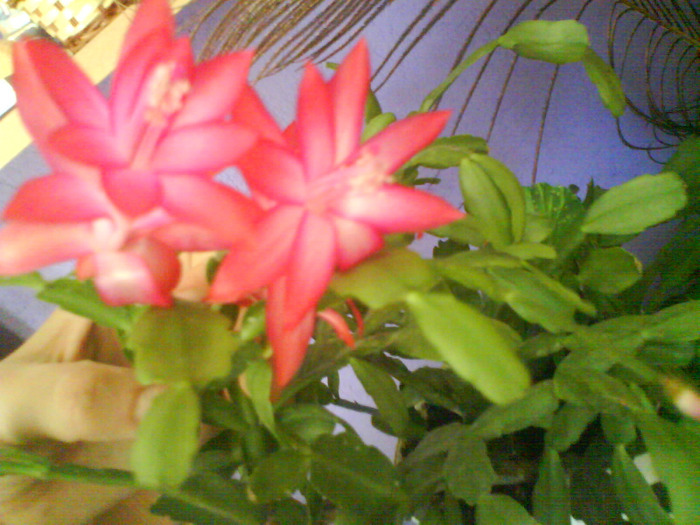 DSC03975 - schlumbergera  de vanzare