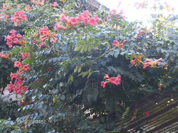 nu este achizitie....am intalnit pe o strada in oras aceasta tufa plina de flori...