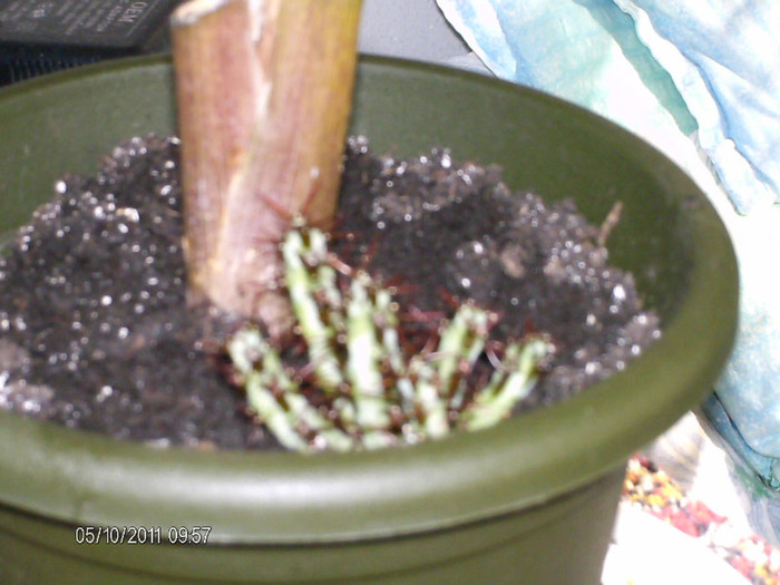 s-a agatat de haina mea din greseala...sper sa se prinda!