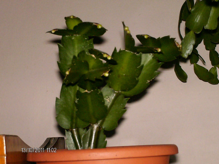 au aparut boboci la cea alba!!